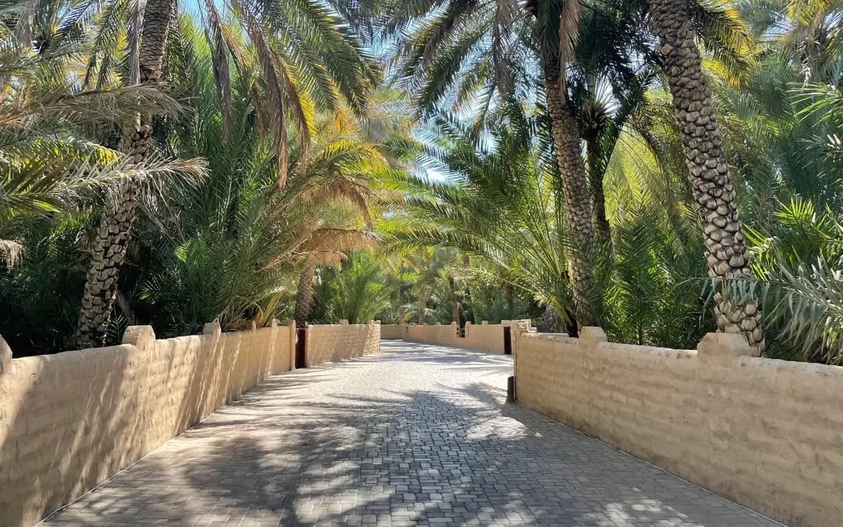 Palm-lined oasis pathway in Al Ain with shaded date palms, earthen walls, and stone walkway.