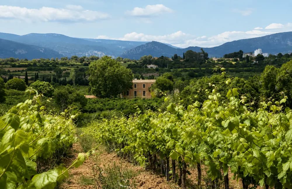 Vineyard landscape at Cosido Farm in Tarragona with green rows, farmhouse, trees, hills, and Catalonia countryside.