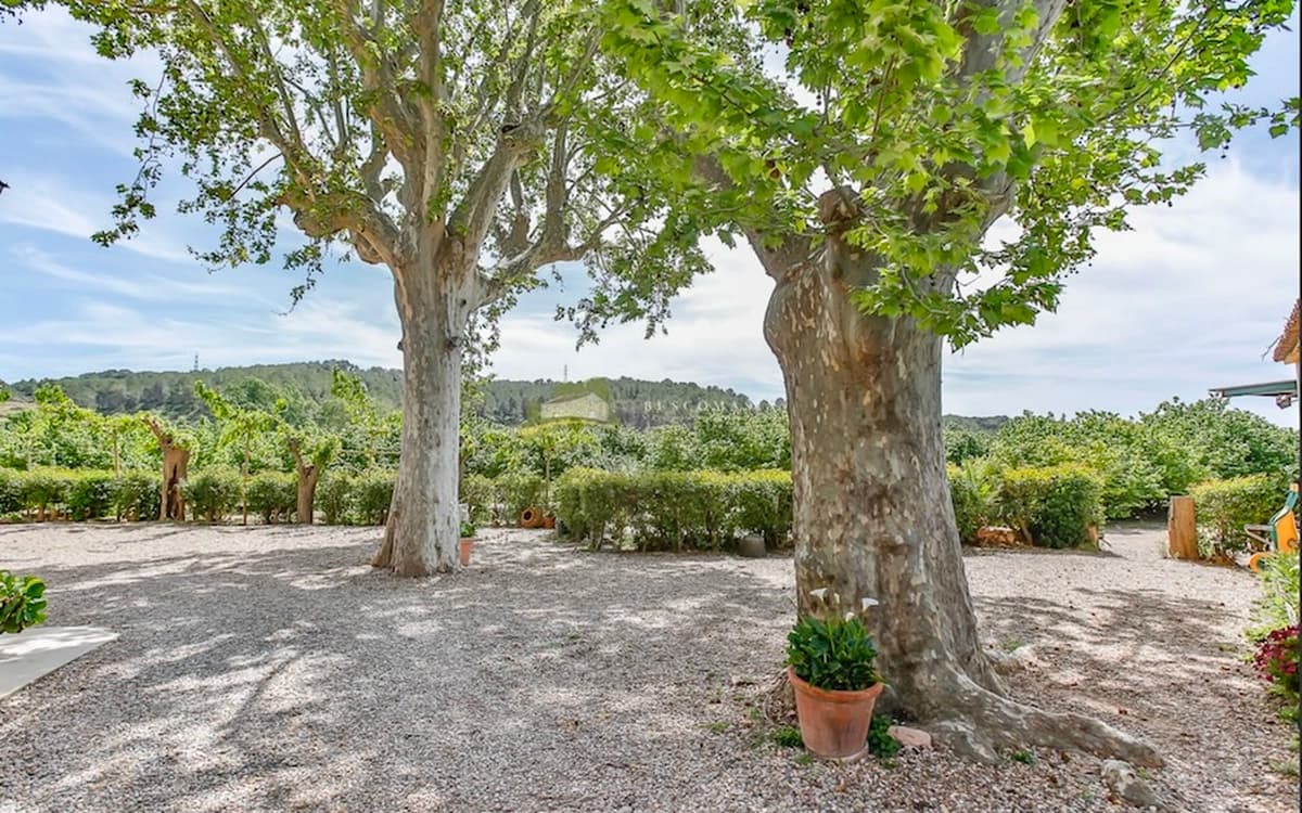 Gravel courtyard at Cosido Farm in Tarragona with large sycamore trees, garden shade, vineyard edge, and open outdoor space.