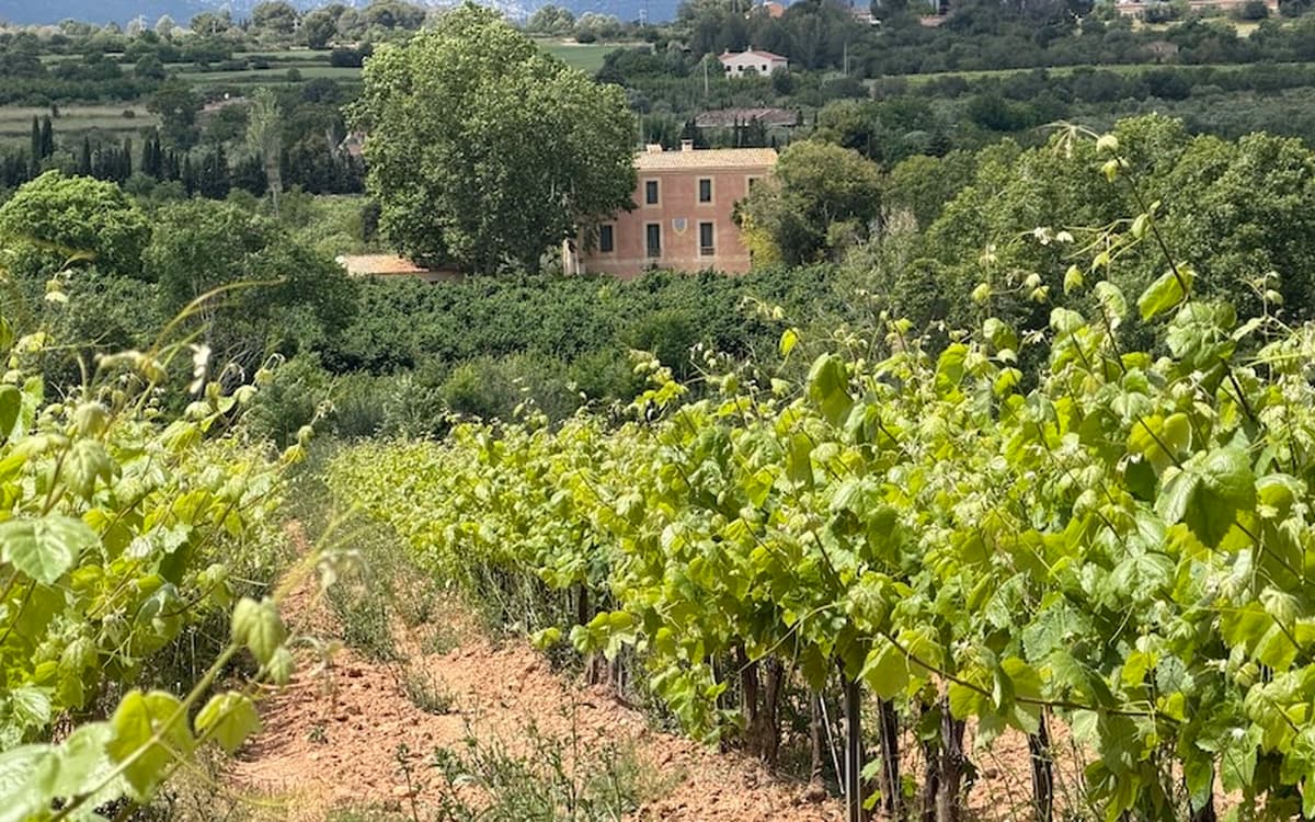 Vineyard landscape at Cosido Farm in Tarragona with farmhouse, green rows, trees, hills, and Catalonia countryside.