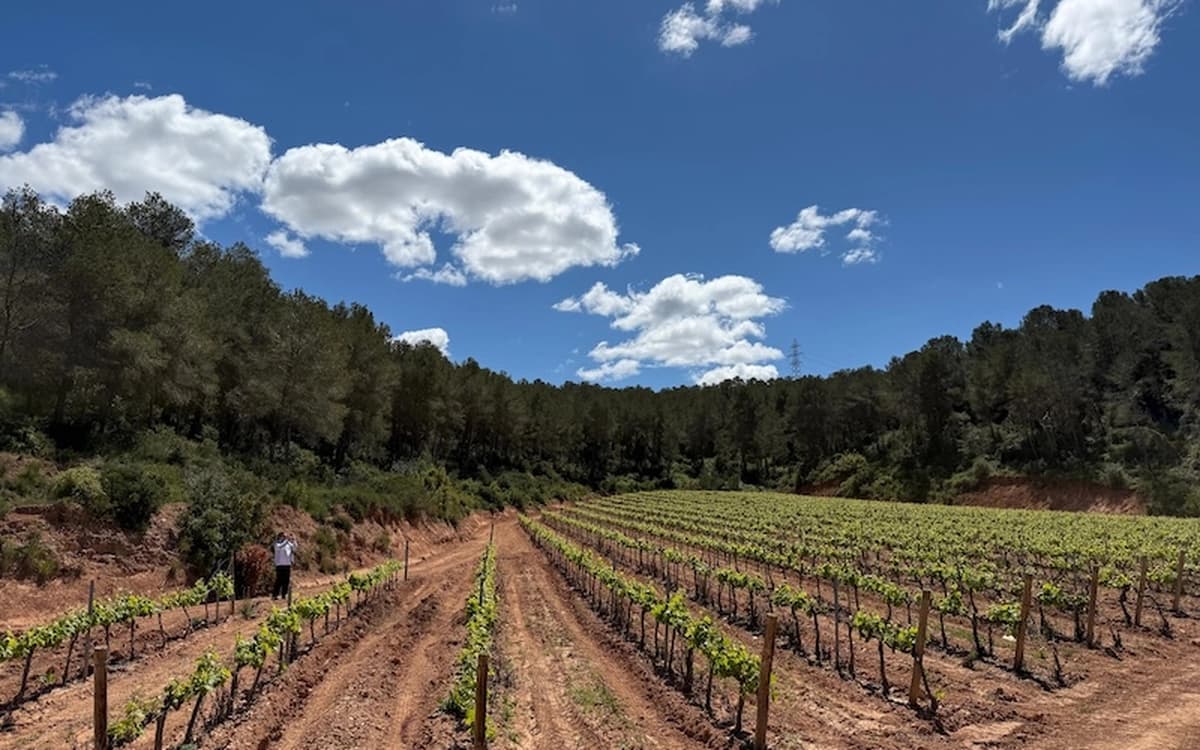 Symmetrical vineyard rows at Cosido Farm in Tarragona with green vines, red soil, pine forest, and open sky.