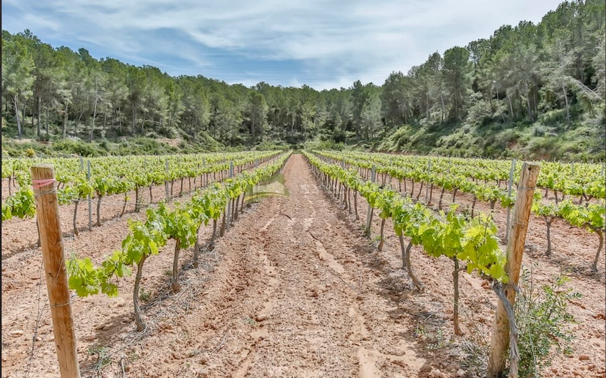 Wide vineyard valley at Cosido Farm in Tarragona with grape rows, pine forest, hills, blue sky, and open production landscape.
