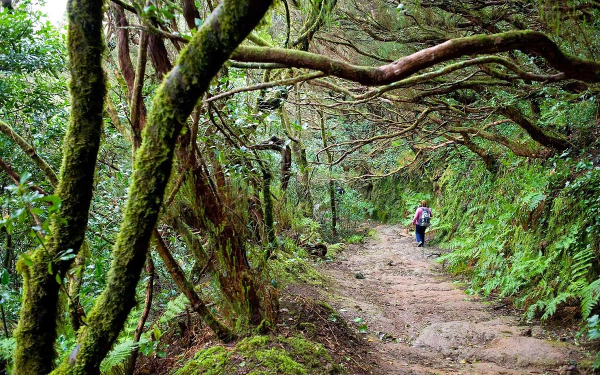 Moss-covered laurel forest trail in Tenerife's Anaga Rural Park with dense green trees, ferns, and a hiker on the path.