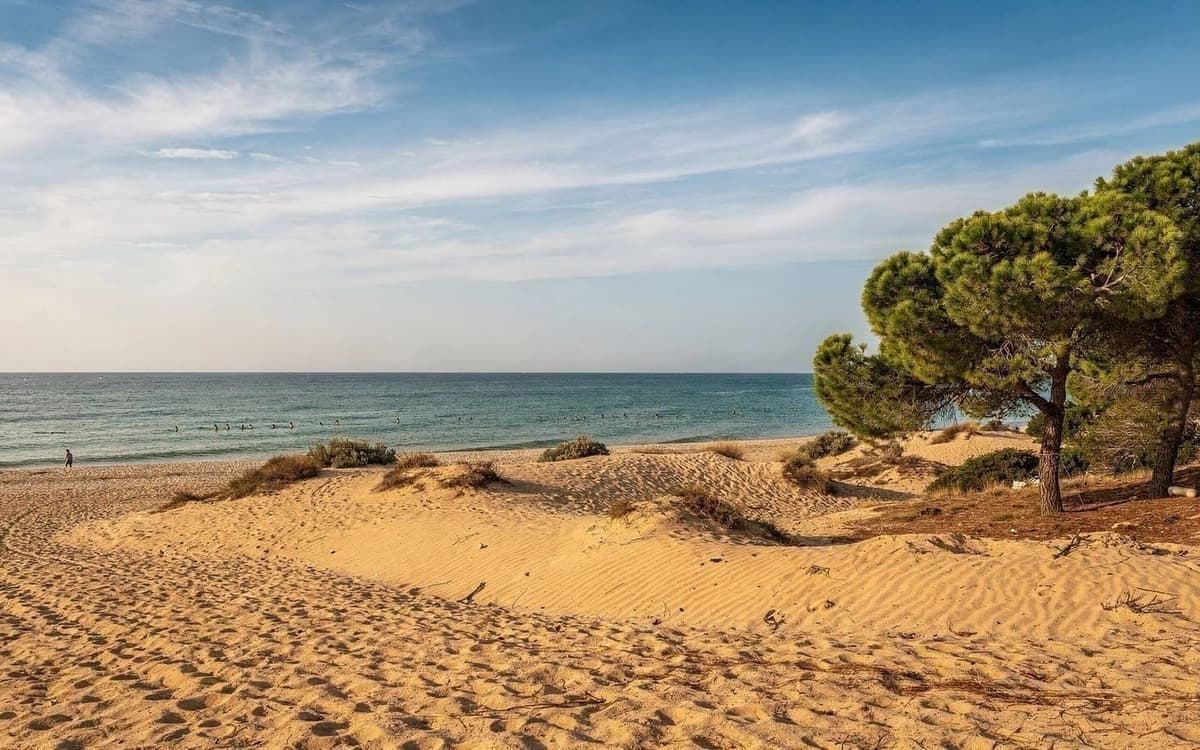 Bolonia beach in Cádiz, Andalusia with sand dunes, pine trees, open sea, and people along the shoreline.